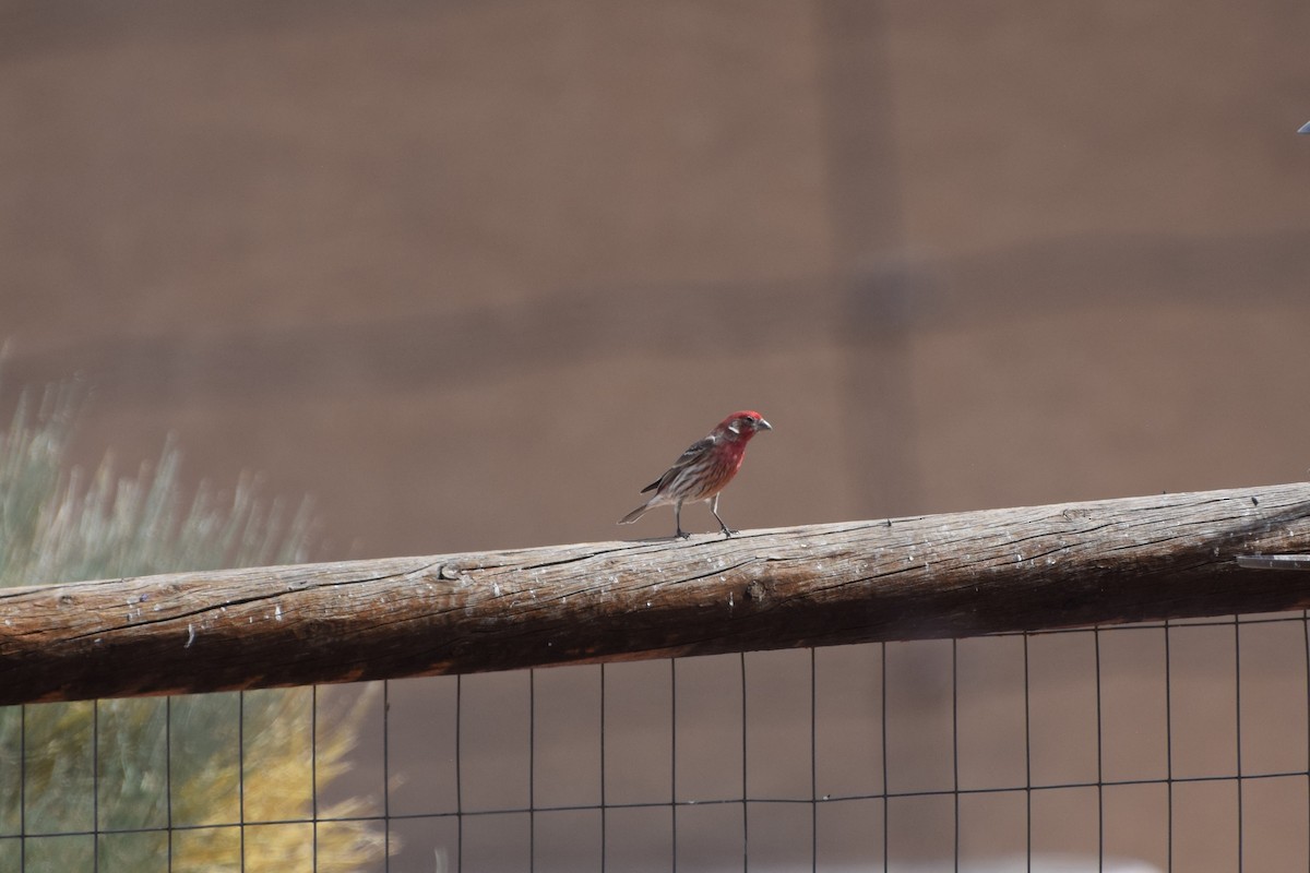 House Finch - ML316176741