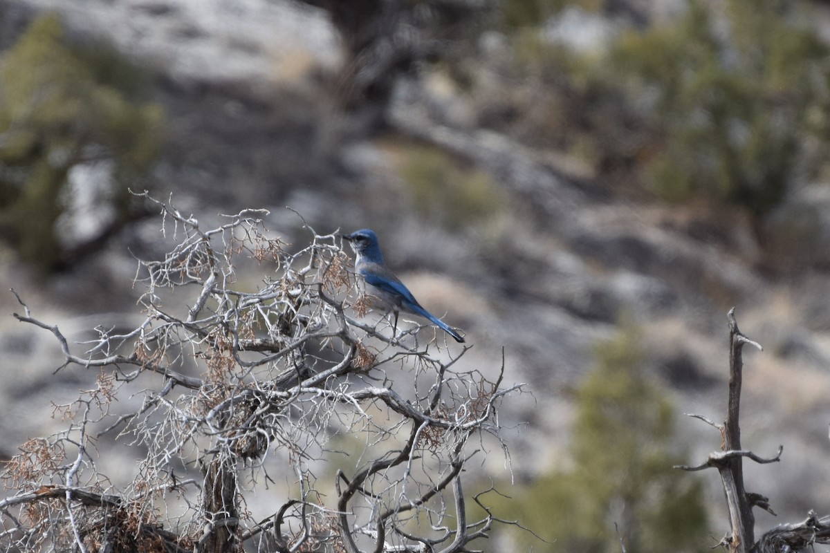 Woodhouse's Scrub-Jay - ML316176871