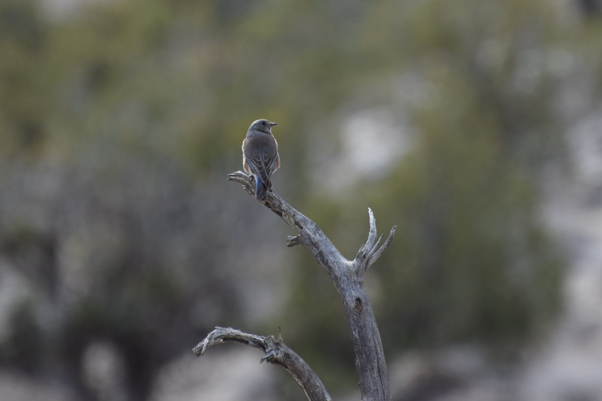 Western Bluebird - ML316177541