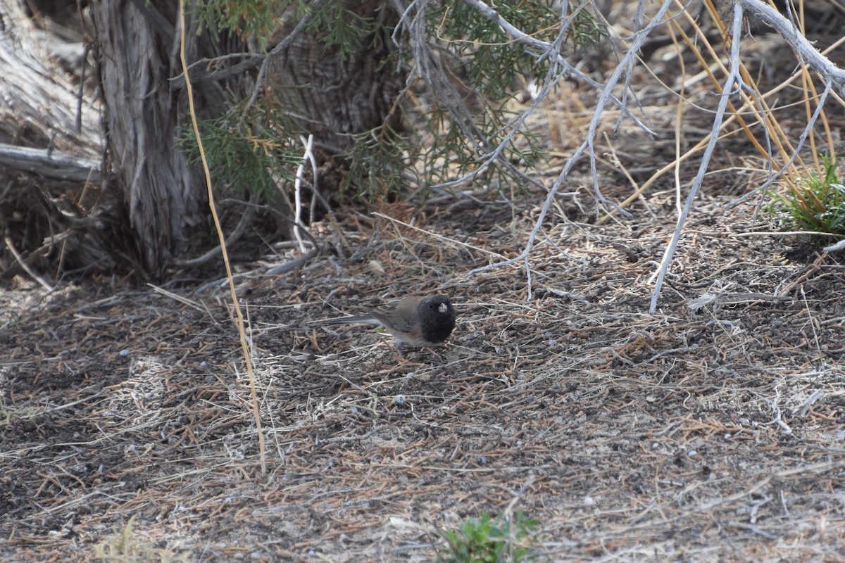 Dark-eyed Junco - ML316177561