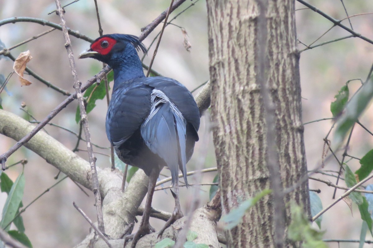 Kalij Pheasant - Shankar Tiwari