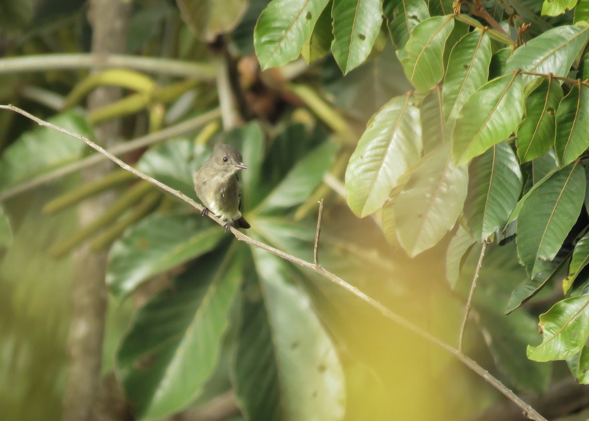 Western Wood-Pewee - ML316178161