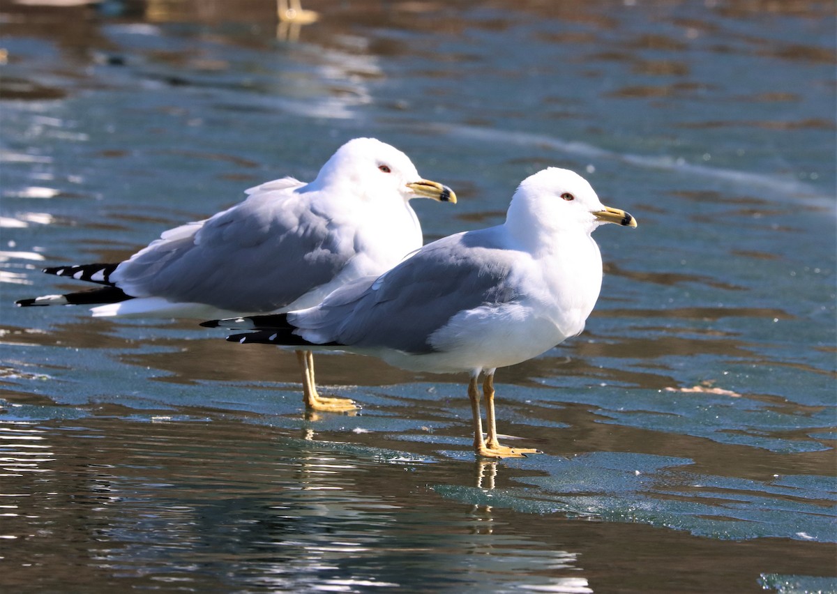 Ring-billed Gull - ML316179271