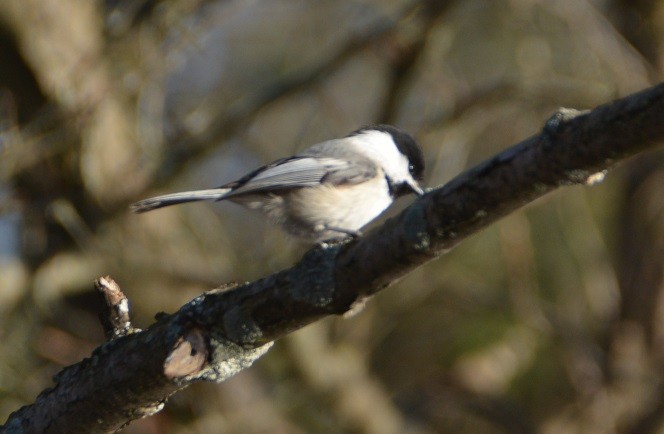 Black-capped Chickadee - "Chia" Cory Chiappone ⚡️