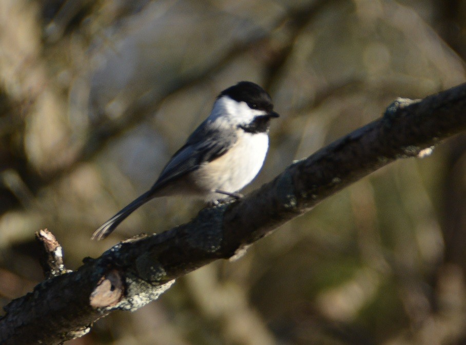 Mésange à tête noire - ML316179551