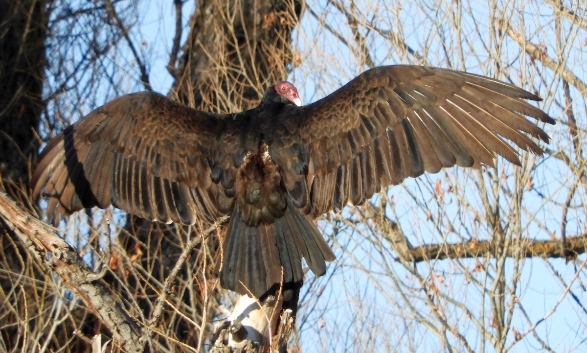 Turkey Vulture - ML316179891