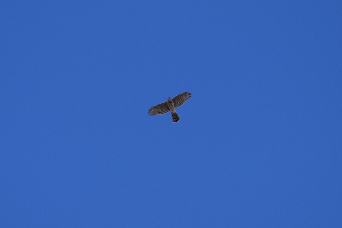 Sharp-shinned Hawk - ML316180461