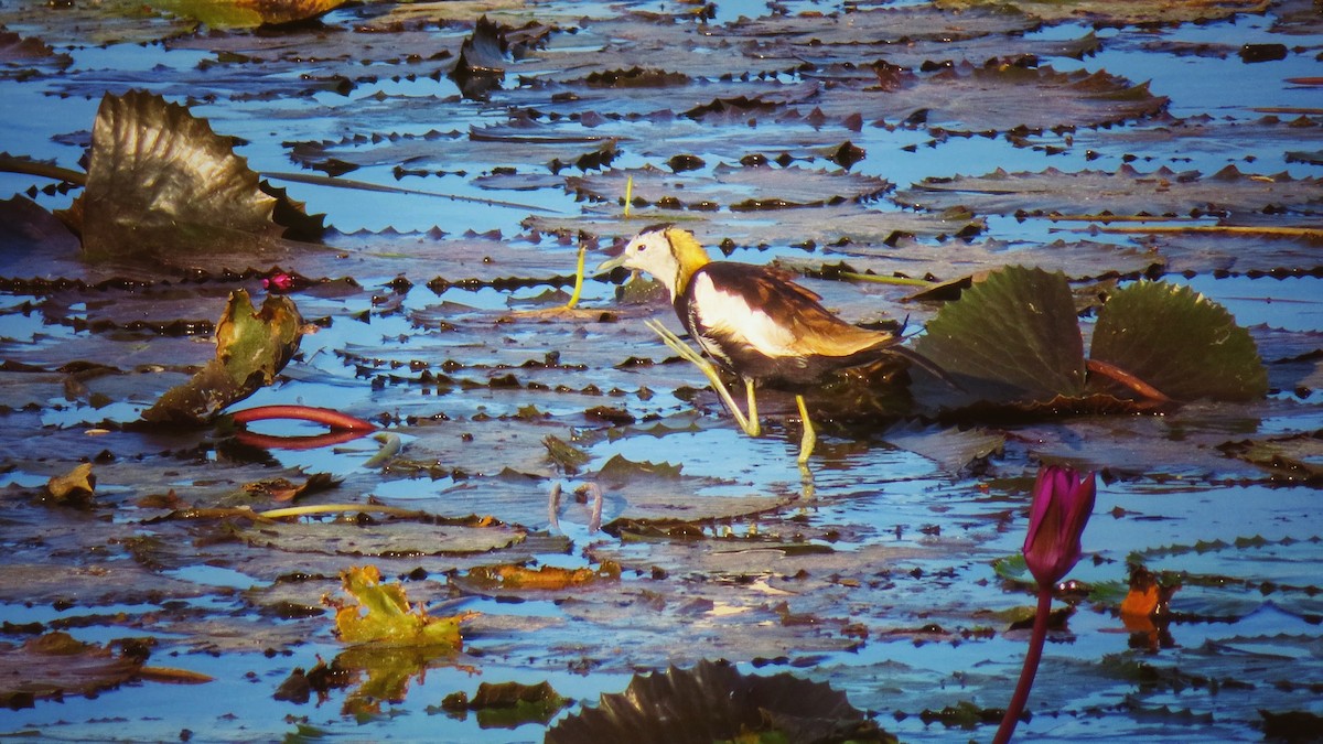 Pheasant-tailed Jacana - ML316180491