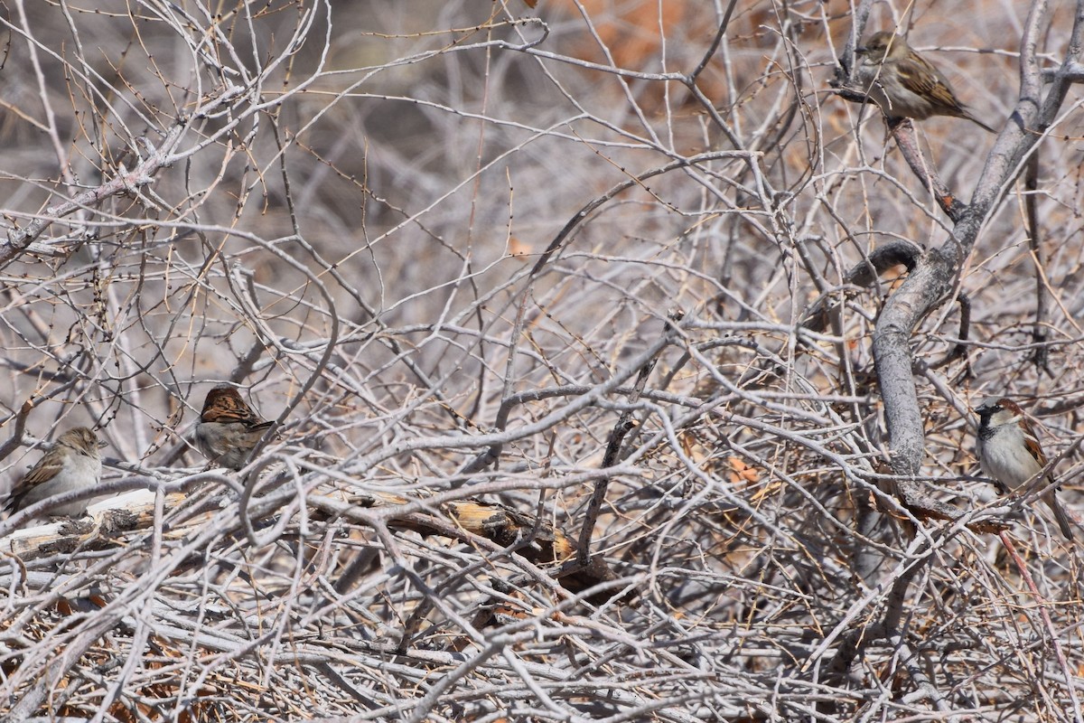 Moineau domestique - ML316180531