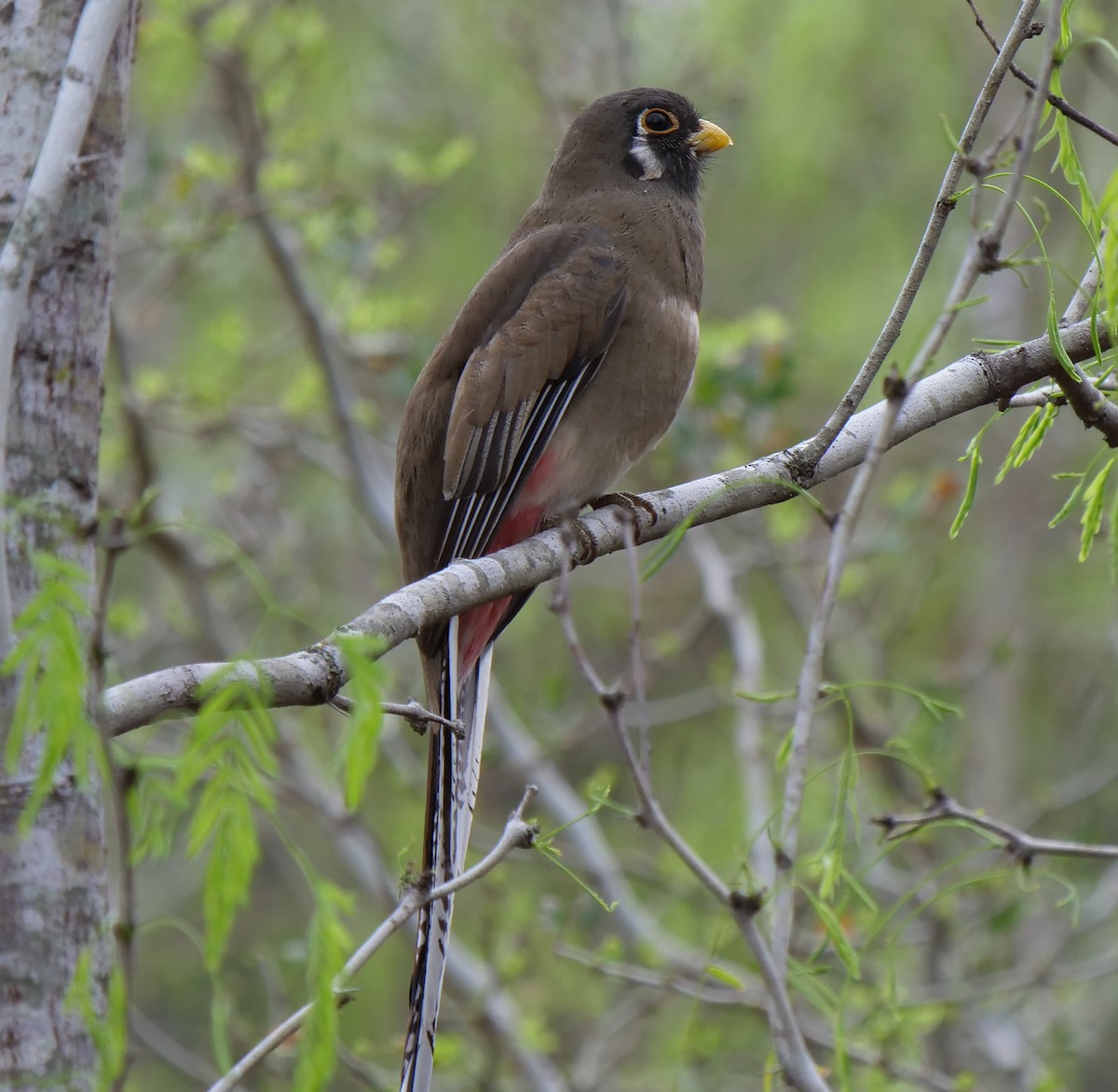 Elegant Trogon - Mary DeWire