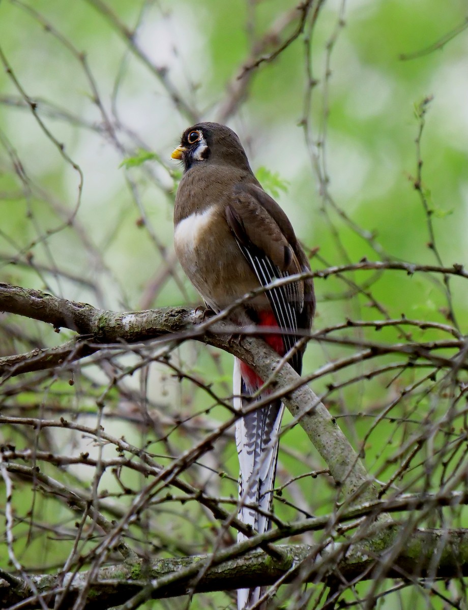 Elegant Trogon - Mary DeWire