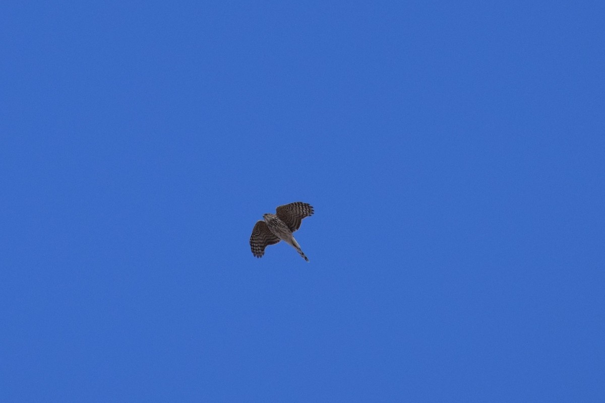 Sharp-shinned Hawk - ML316181371