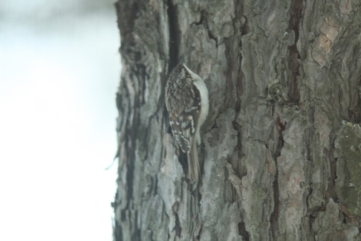 Brown Creeper - Real Gauthier