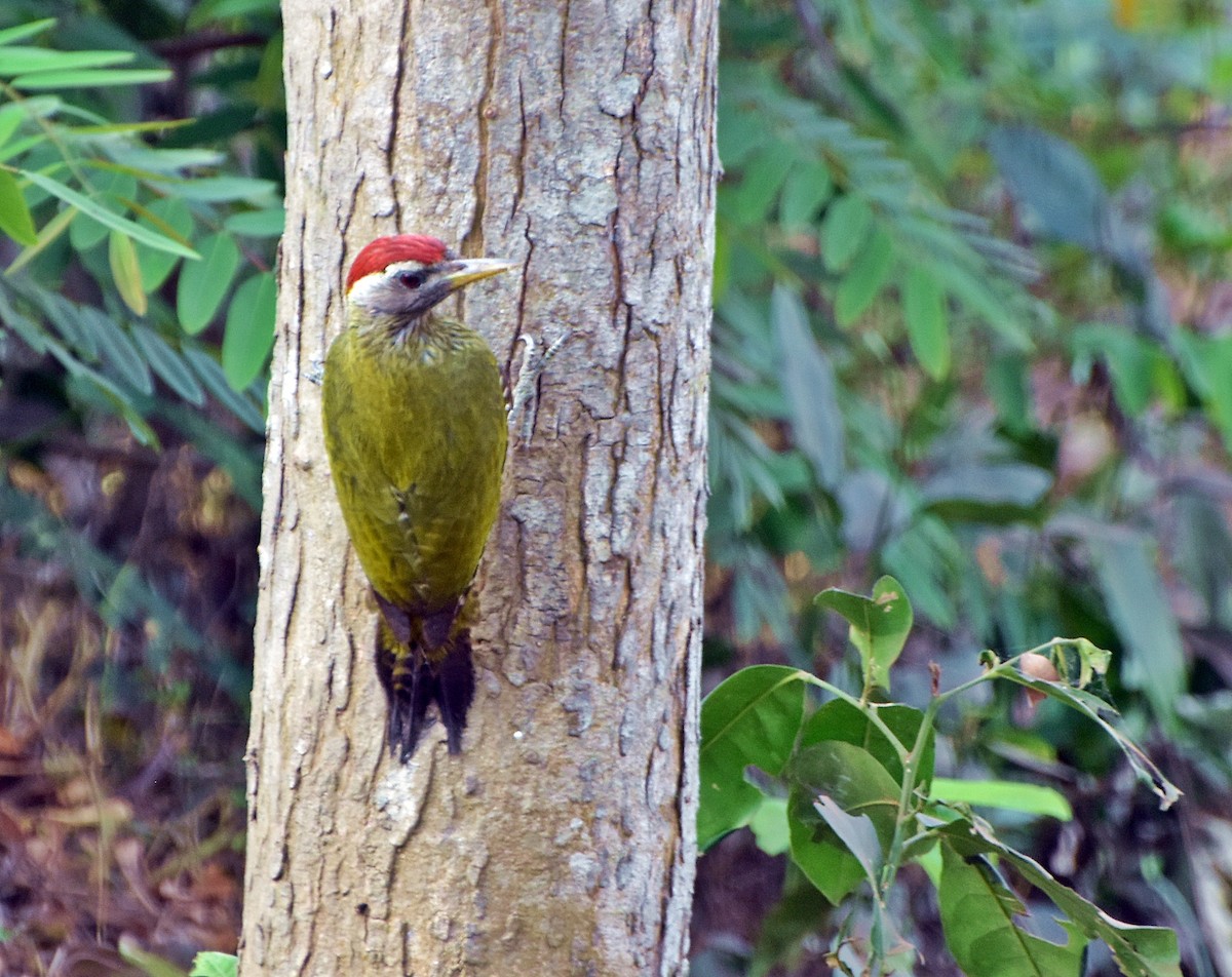 Streak-throated Woodpecker - ML316181951