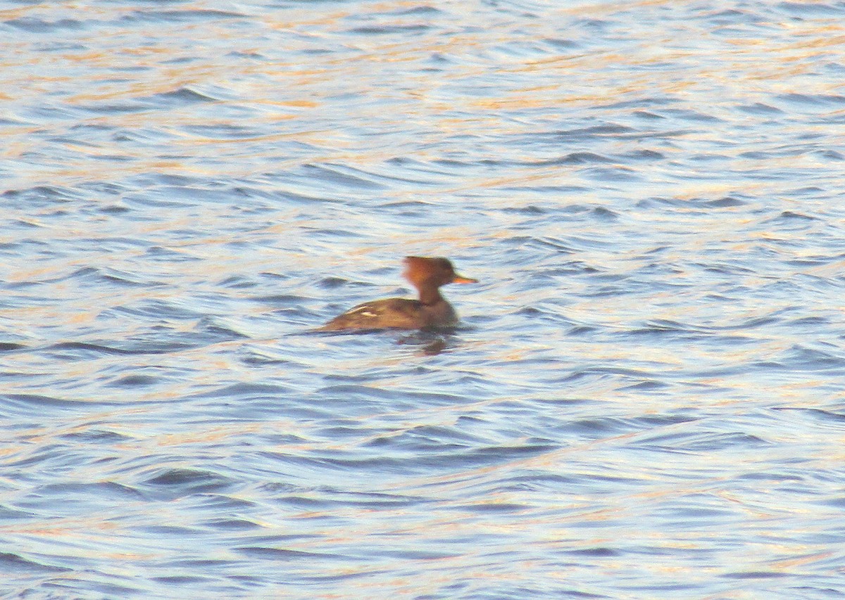 Hooded Merganser - ML316182561