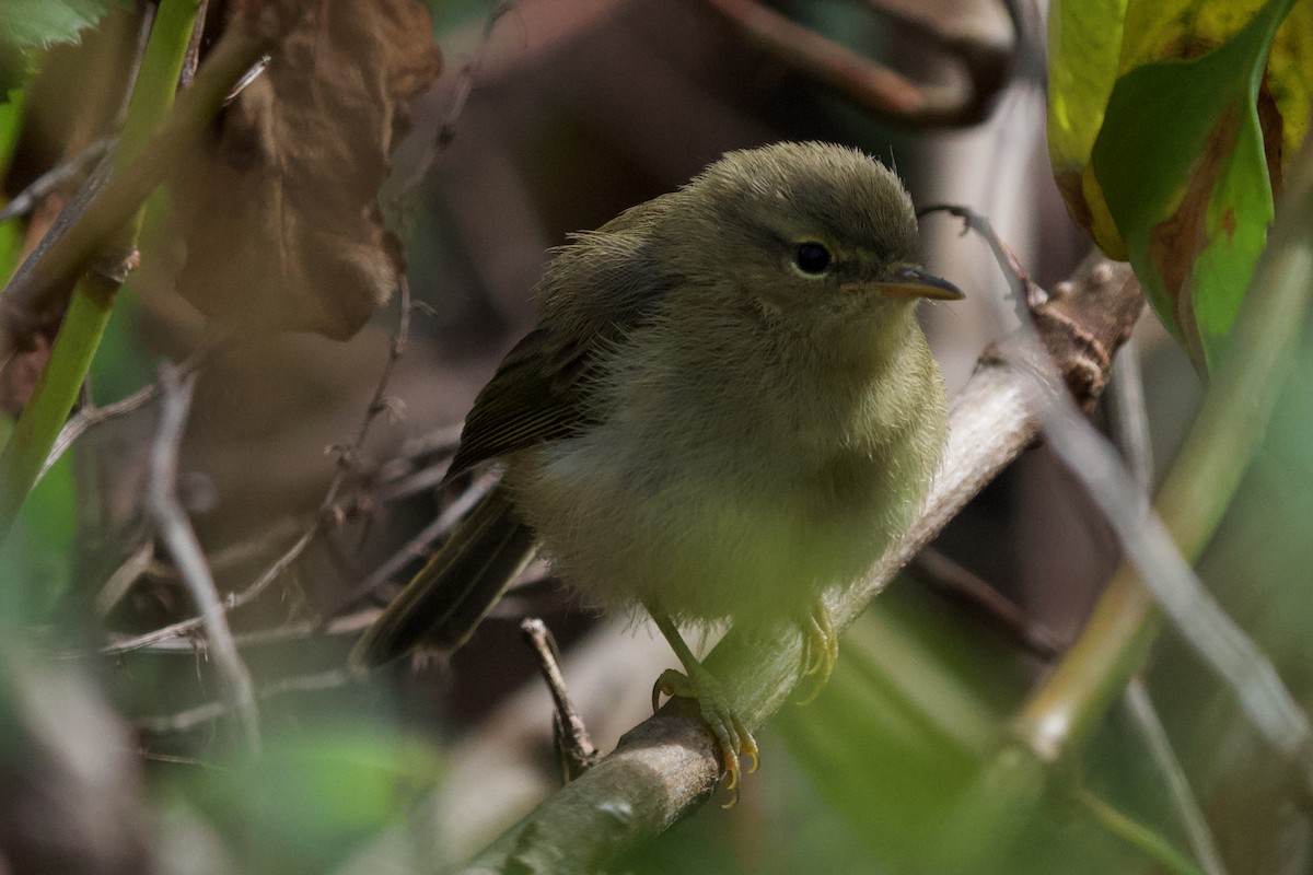 Canary Islands Chiffchaff - ML316183011