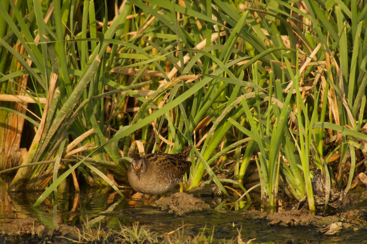 Spotted Crake - ML316183021