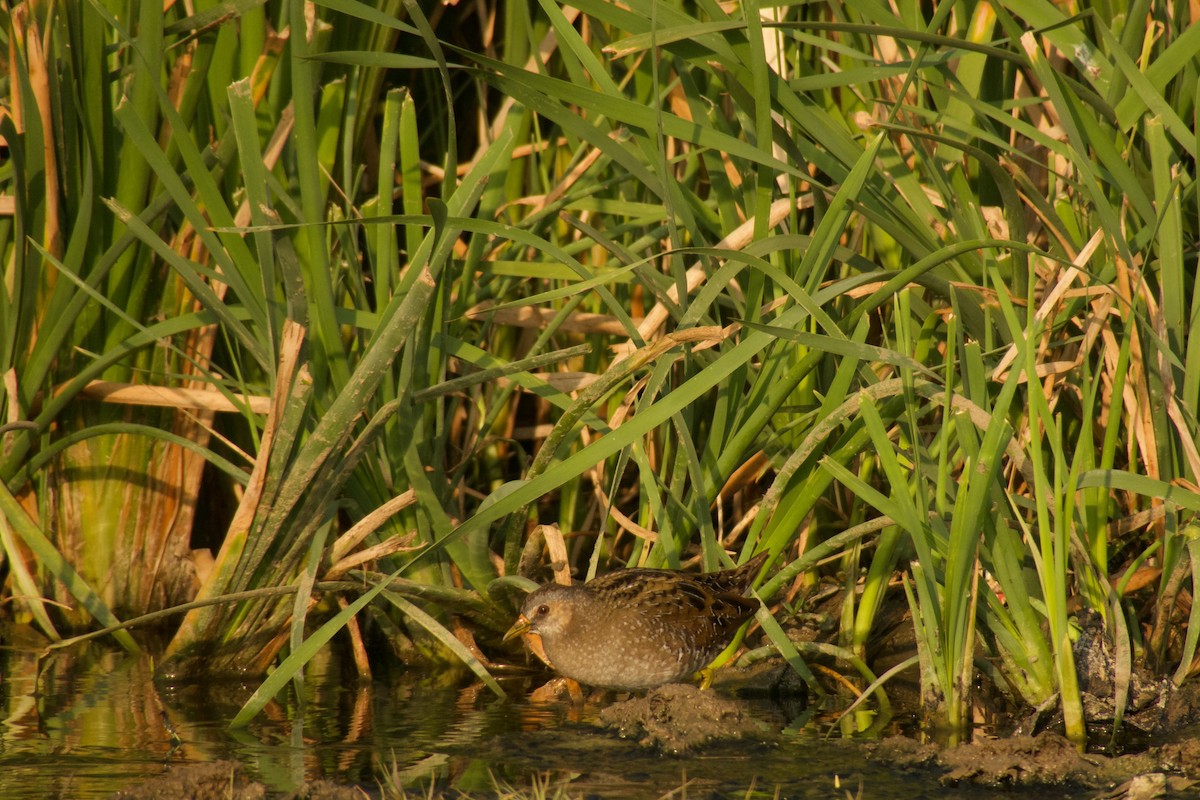 Spotted Crake - ML316183031