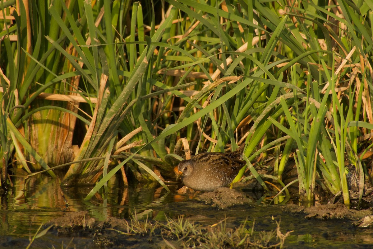 Spotted Crake - ML316183041