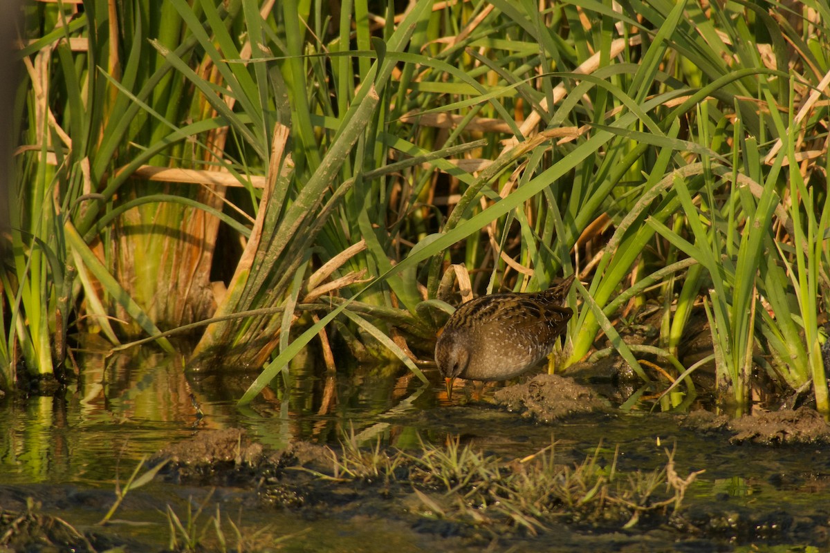 Spotted Crake - ML316183051