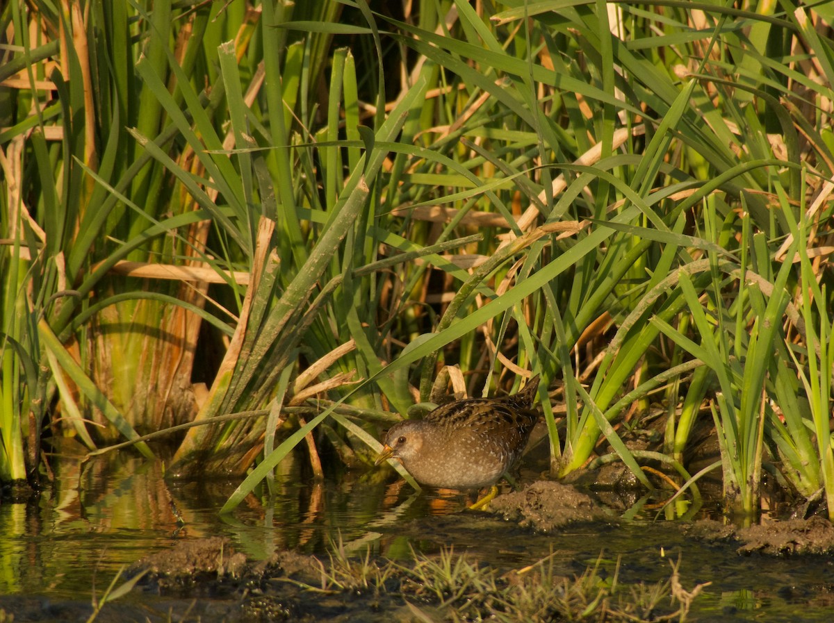 Spotted Crake - ML316183061