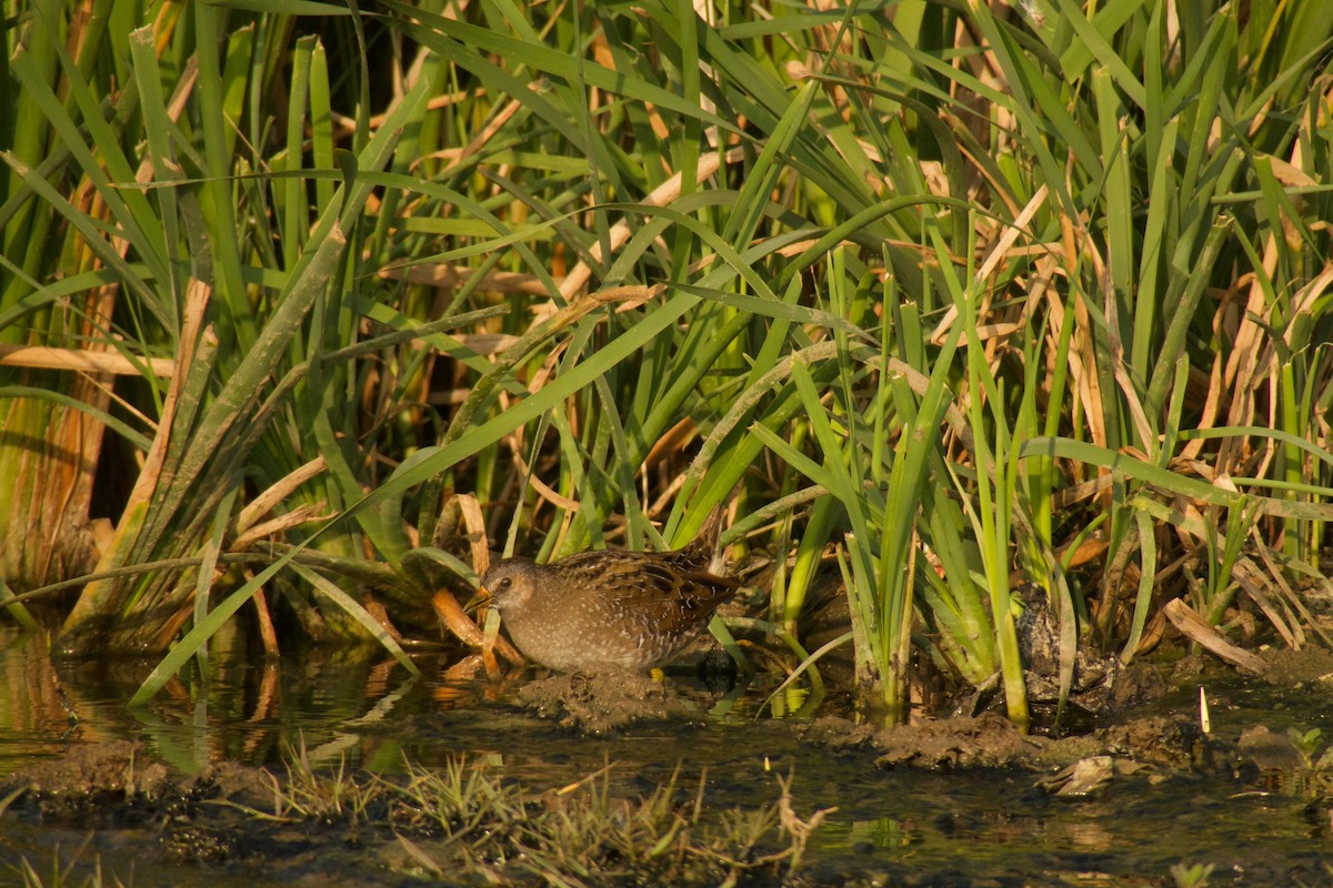 Spotted Crake - ML316183071