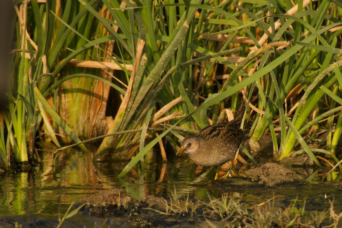 Spotted Crake - ML316183101