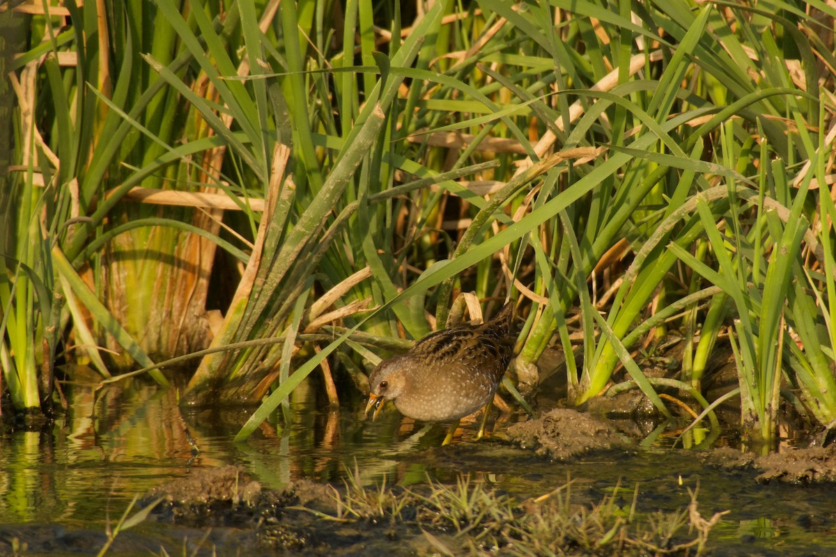 Spotted Crake - ML316183151