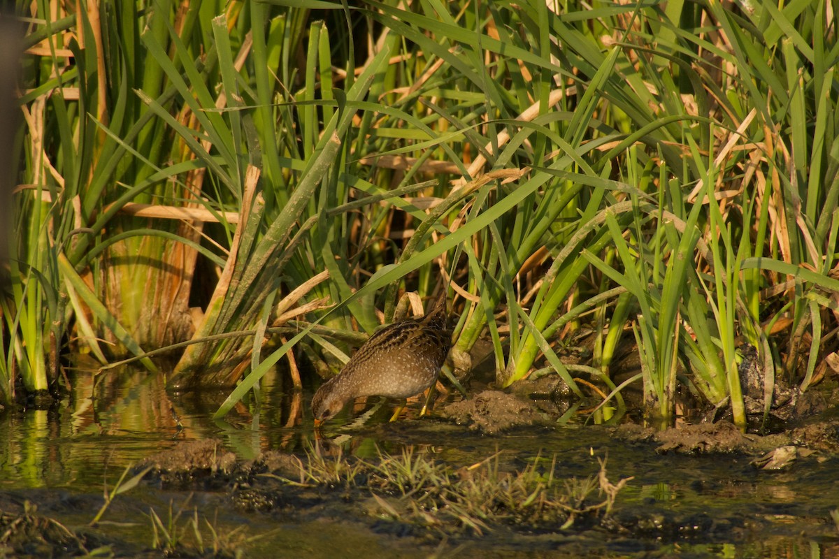 Spotted Crake - ML316183161