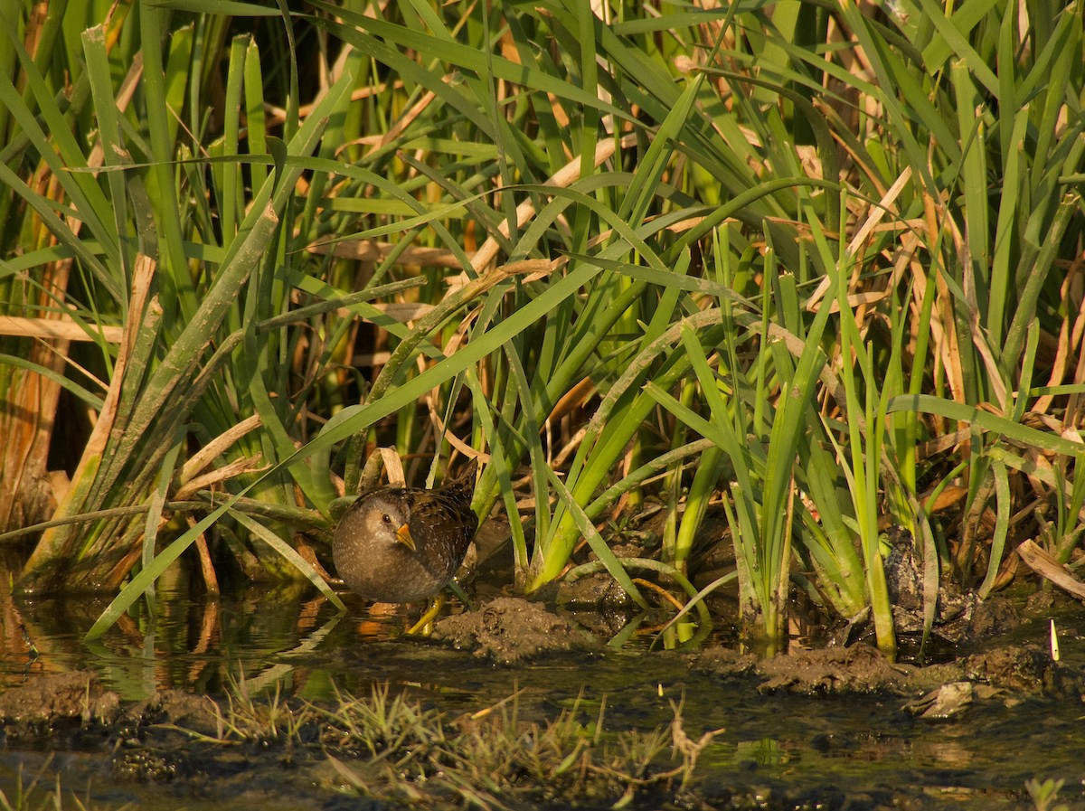 Spotted Crake - ML316183191