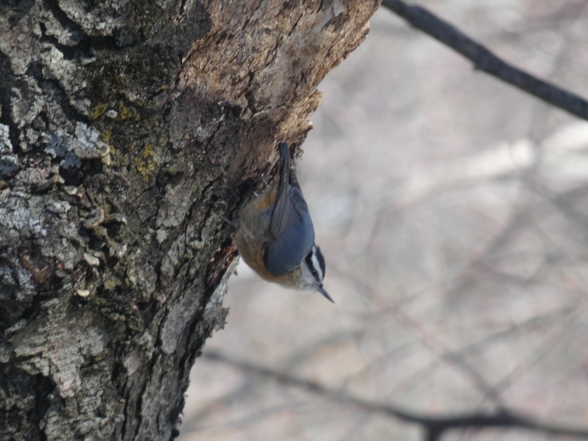 Red-breasted Nuthatch - ML316183461