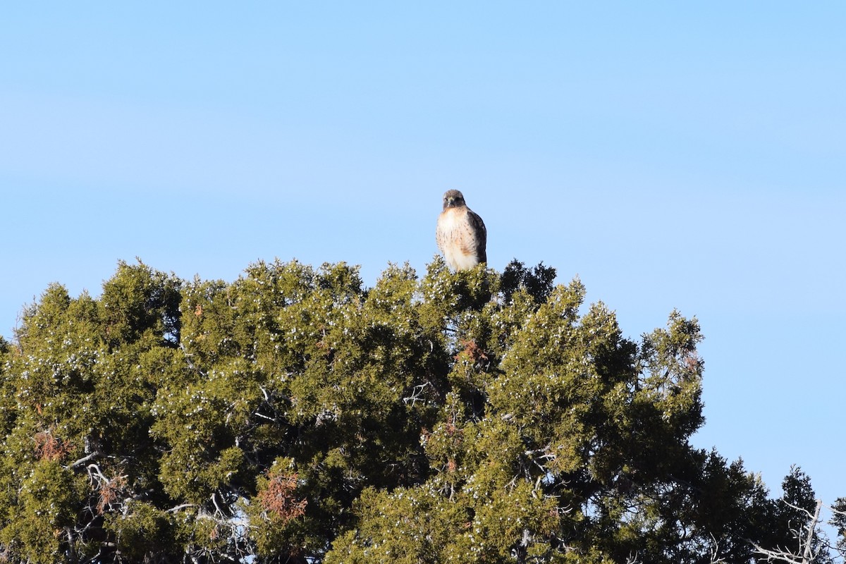 Red-tailed Hawk - ML316184031