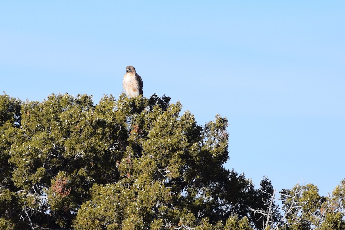 Red-tailed Hawk - ML316184051