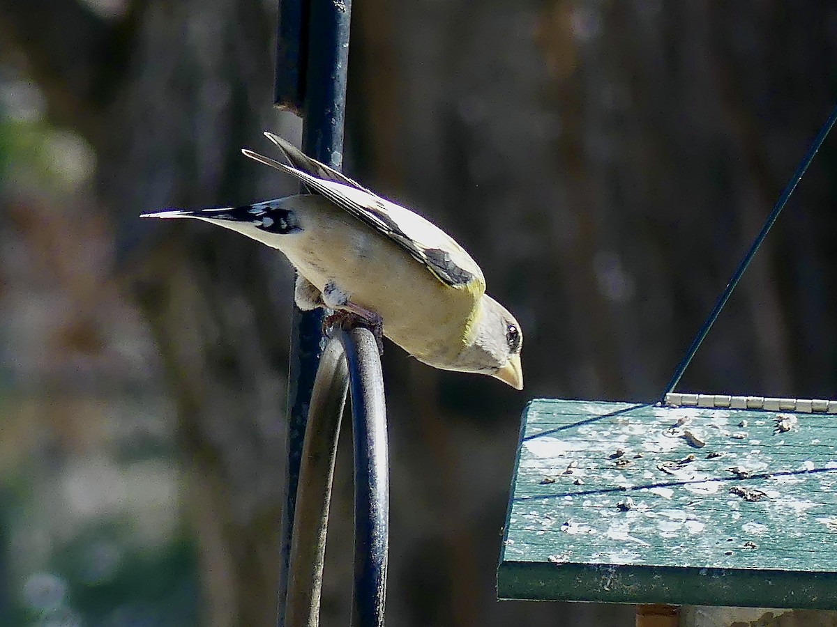 Evening Grosbeak - ML316184581