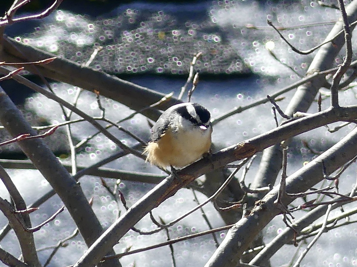 Red-breasted Nuthatch - ML316184701