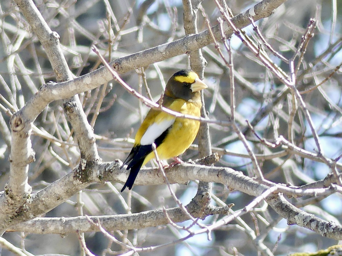 Evening Grosbeak - ML316184751