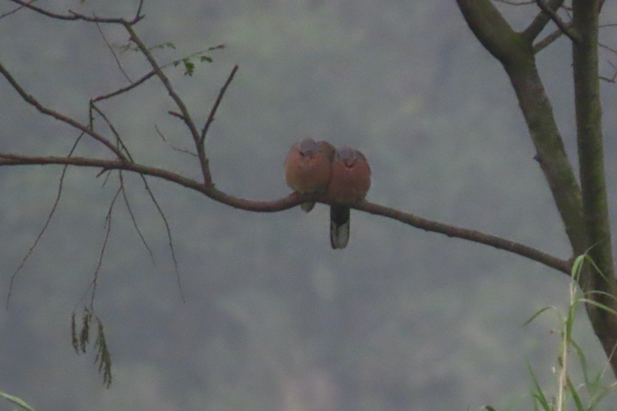 Spotted Dove - ML316185681