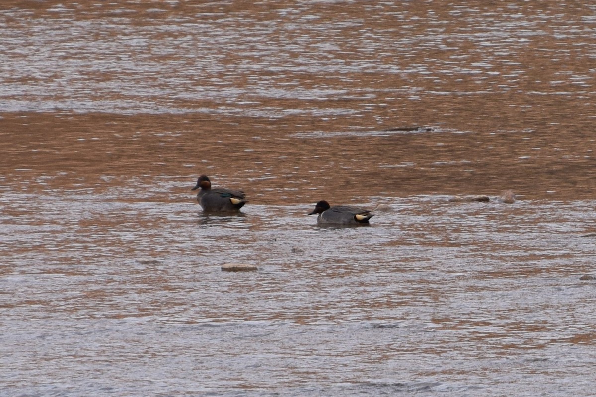 Green-winged Teal - Jeff Palis