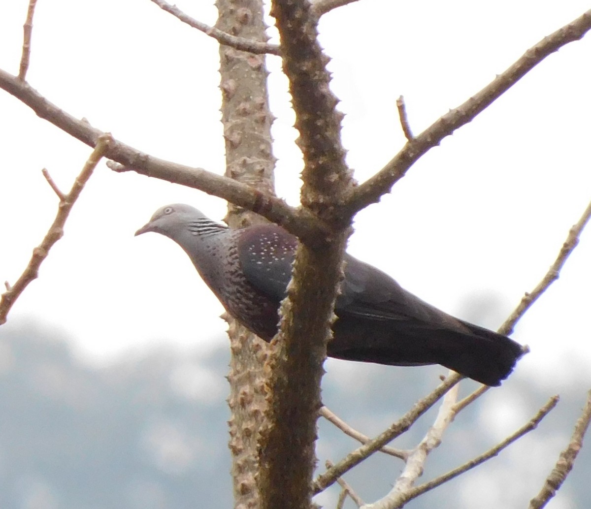 Speckled Wood-Pigeon - ML316187481