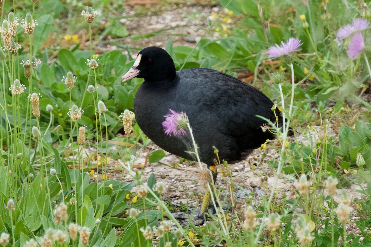 Eurasian Coot - ML316190291