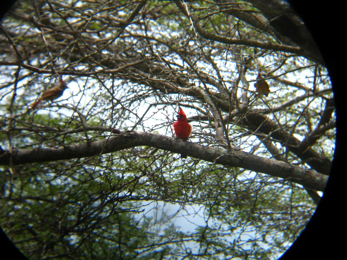 Vermilion Cardinal - ML31619271