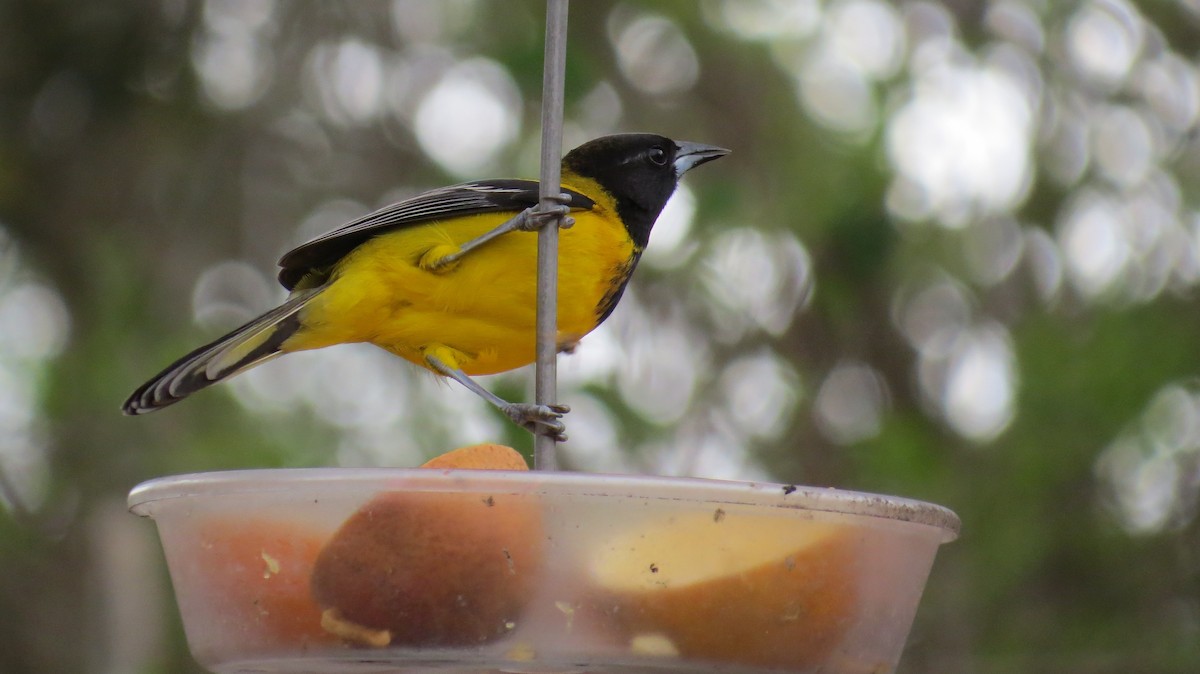 Audubon's Oriole - ML316193761