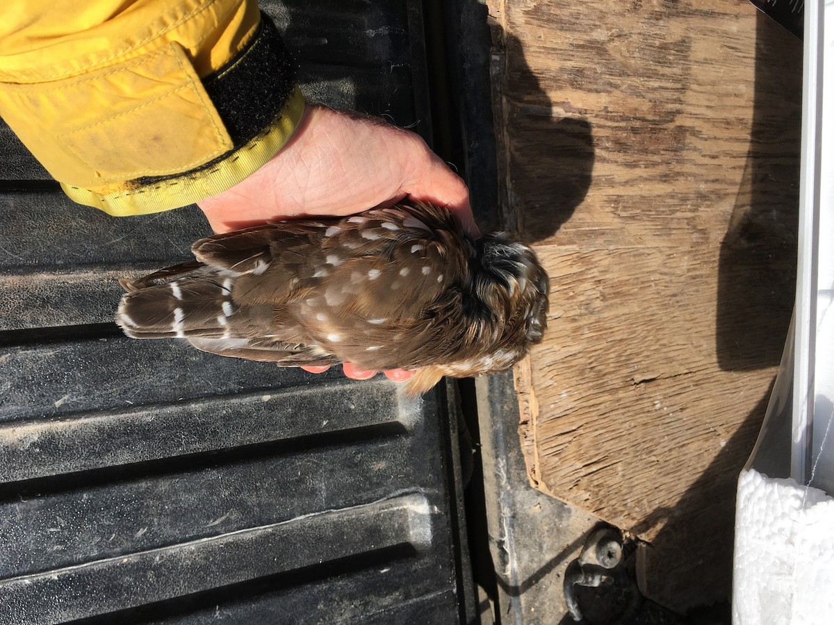 Northern Saw-whet Owl - ML316194491