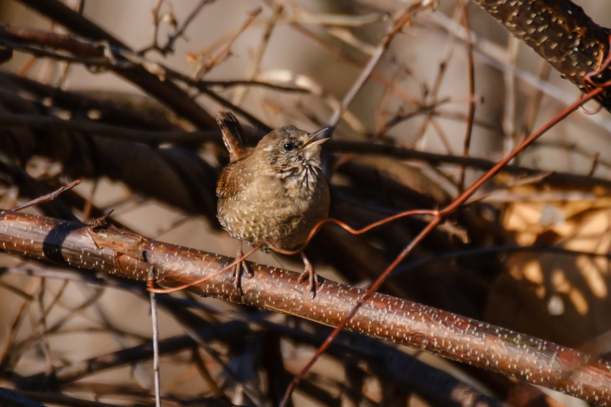 Winter Wren - ML316195651