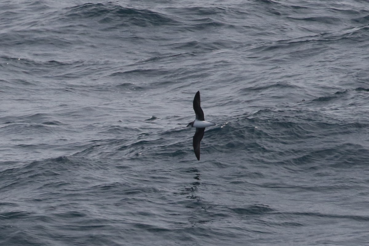 Soft-plumaged Petrel - ML316196001