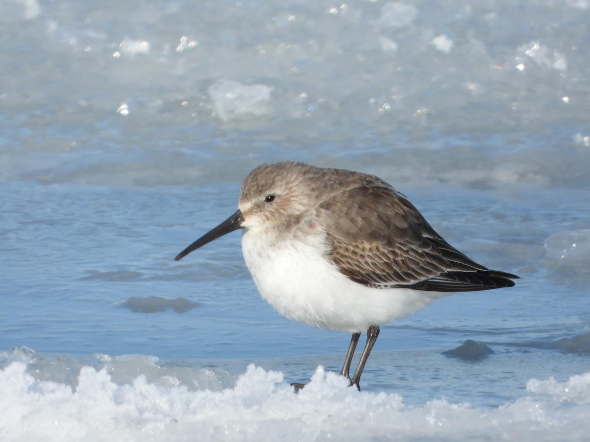 Dunlin - ML316197121