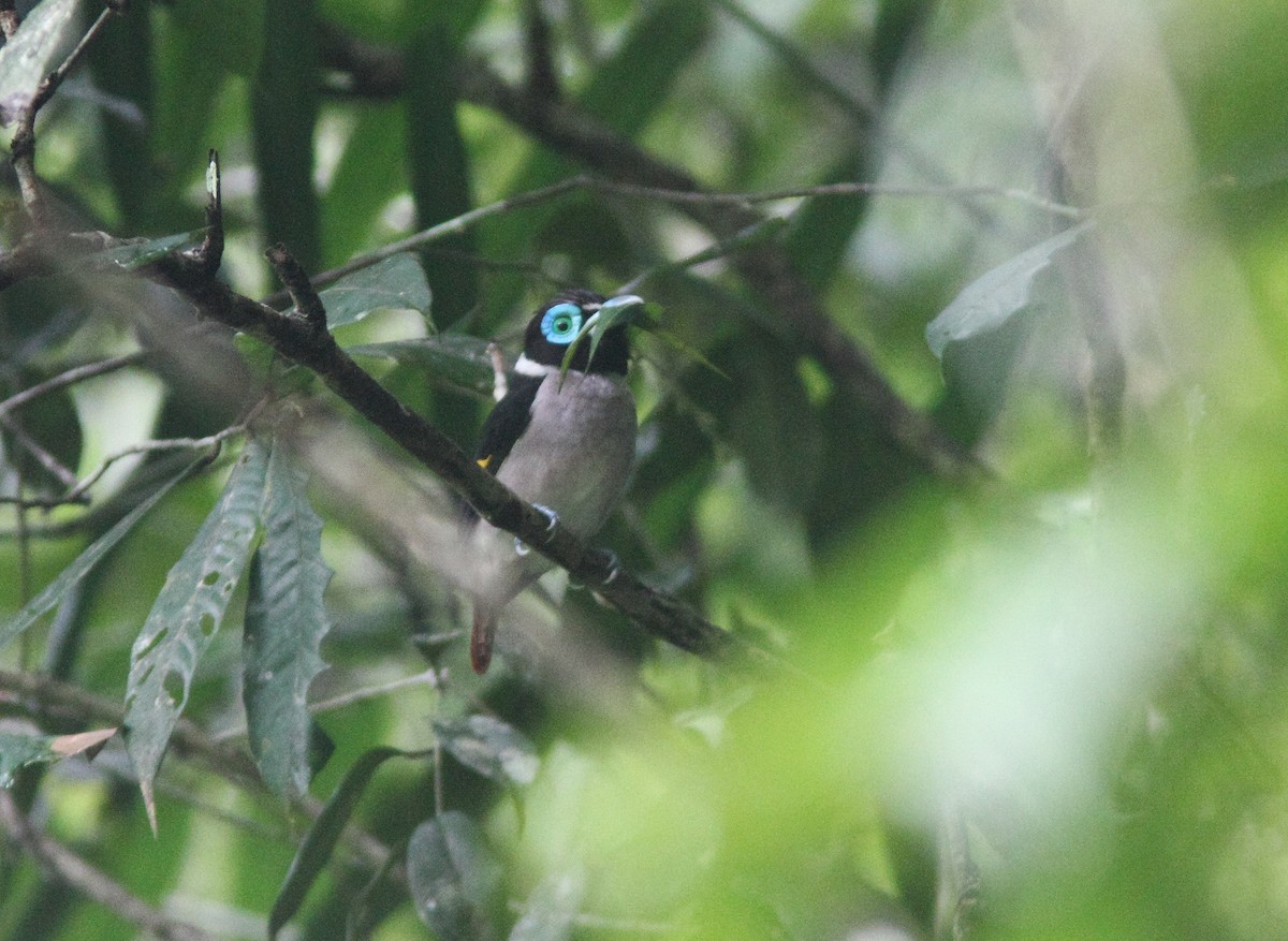 Wattled Broadbill - ML316198661