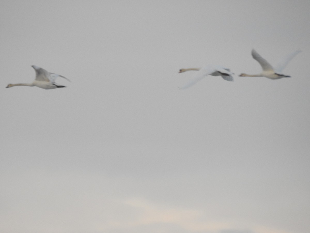 Mute Swan - Tom Dibblee