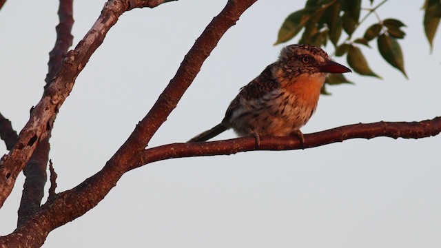 Spot-backed Puffbird - ML316202521