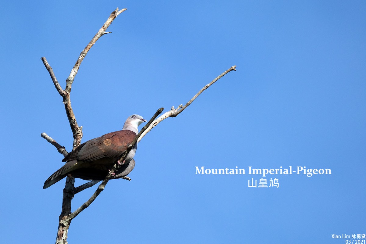 Mountain Imperial-Pigeon - ML316202601